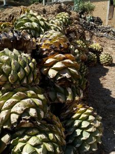 "Piñas" of agaves ready to be cooked