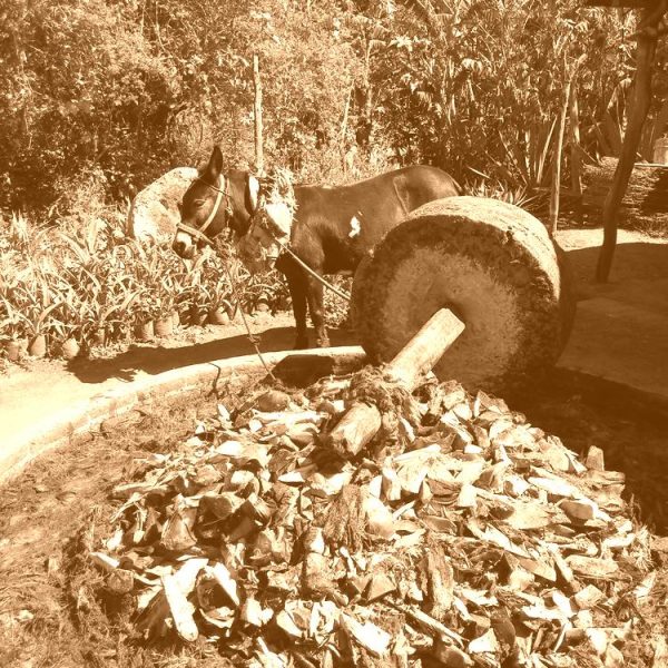 Mule pulling the mill stone, grinding up the cooked agave